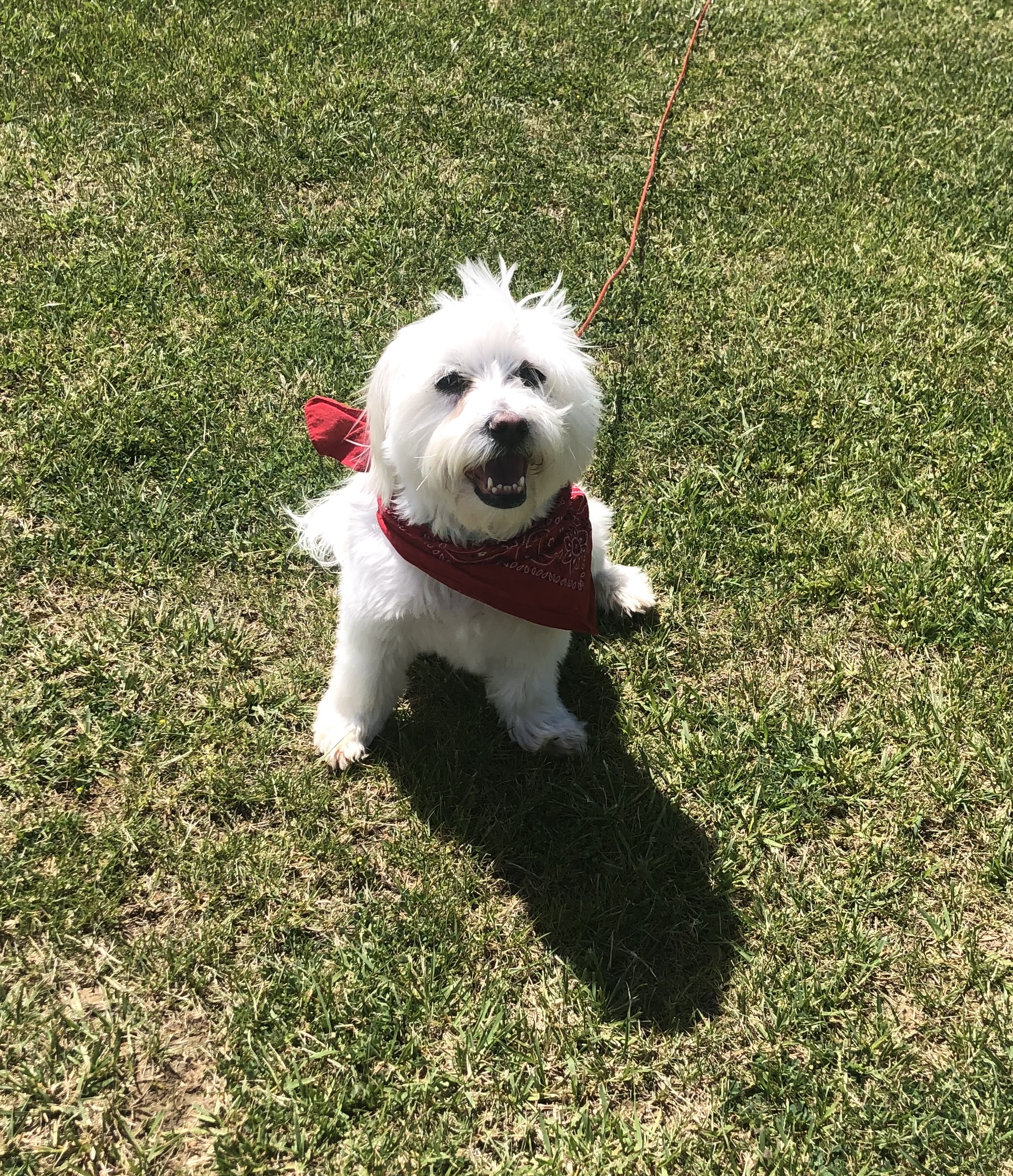 Small white dog wearing a red bandana around its neck