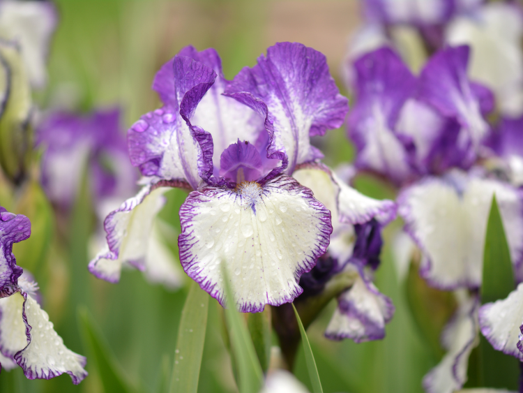 Bearded Iris