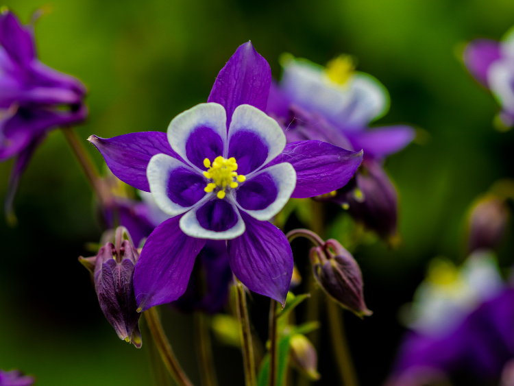 Columbine