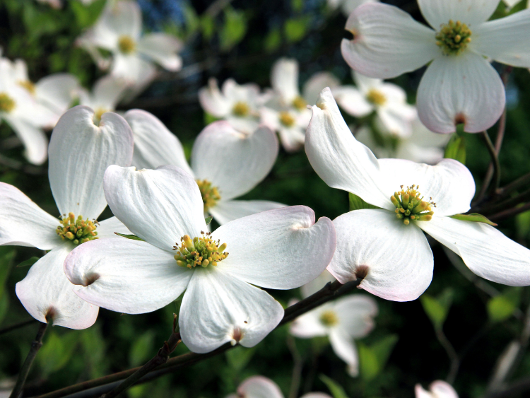 Dogwood Tree