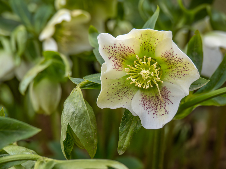 Lenton Rose