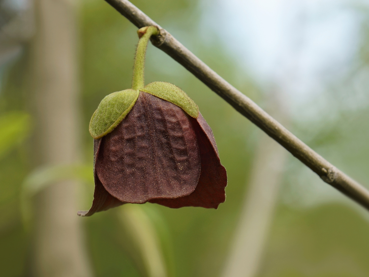 Pawpaw tree