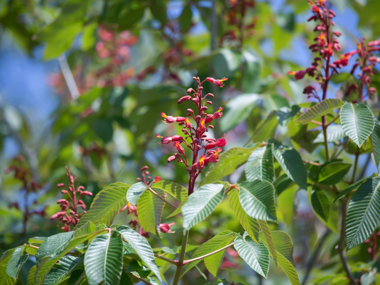 Red Buckeye