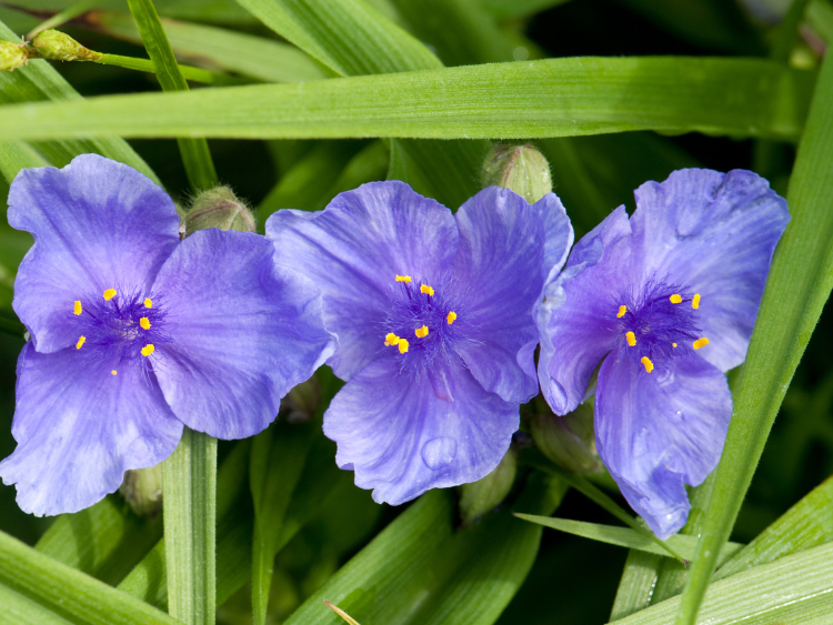 Spiderwort