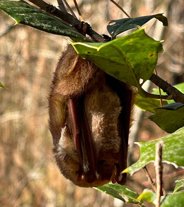 A bat hanging upside down from a branch with folded wings close to its body in a natural resting position.