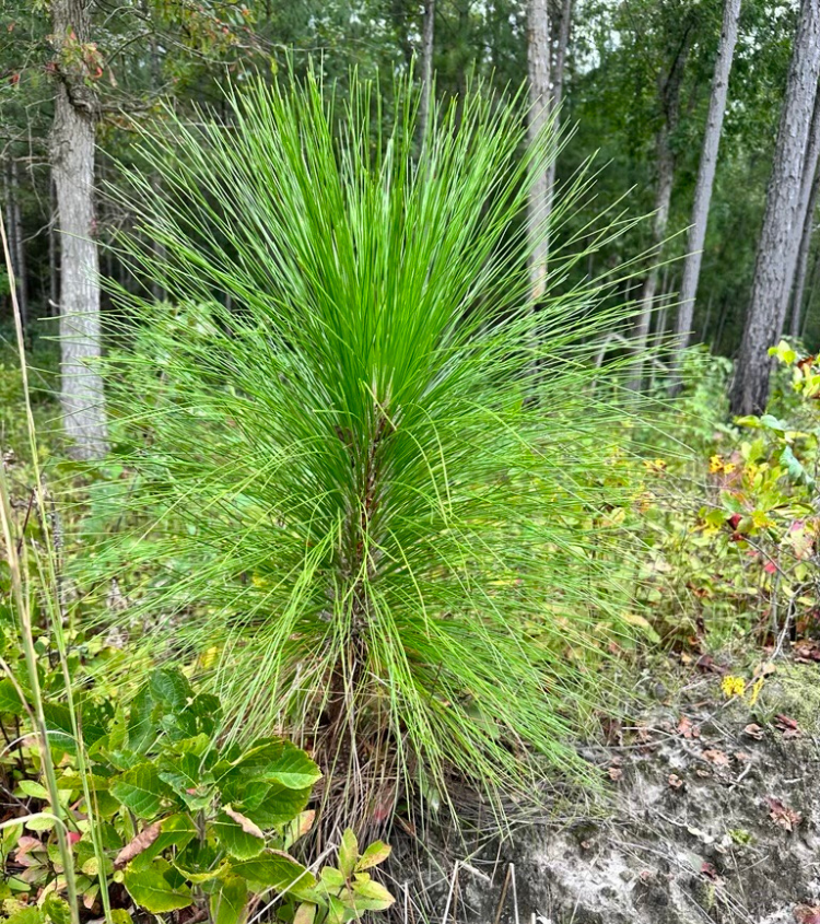 A young Longleaf Pine tree with long, bright green skinny needles.