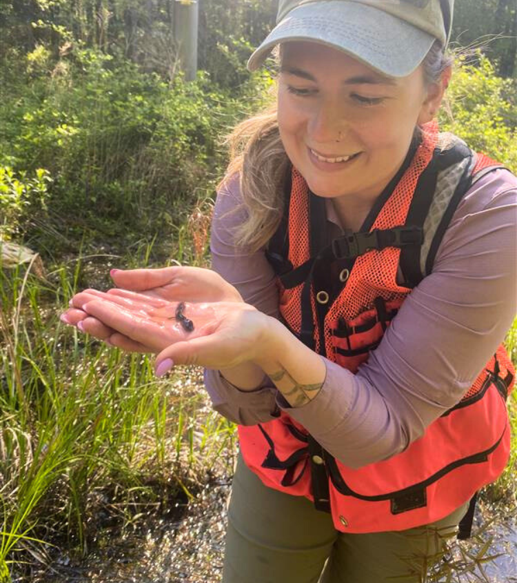 A Timmons Group environmental scientist wearing an orange safety vest gently holds a small Mabee's Salamander in her hands while smiling.