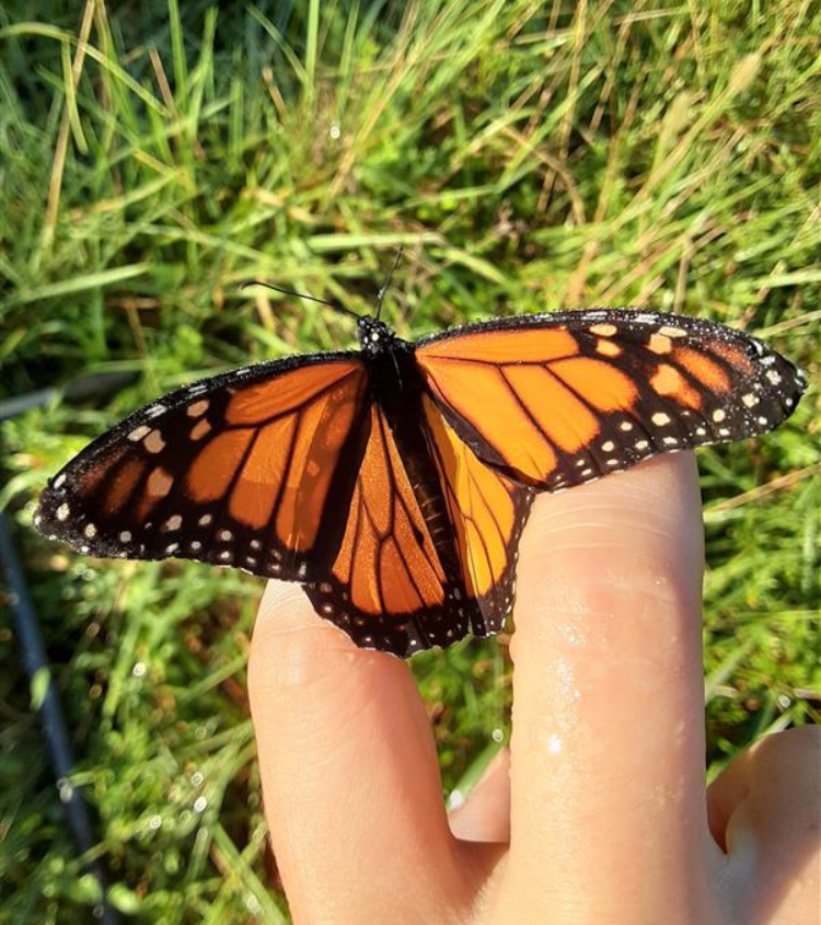A close-up of a monarch butterfly resting on a person's finger, showcasing its vibrant orange and black wings.