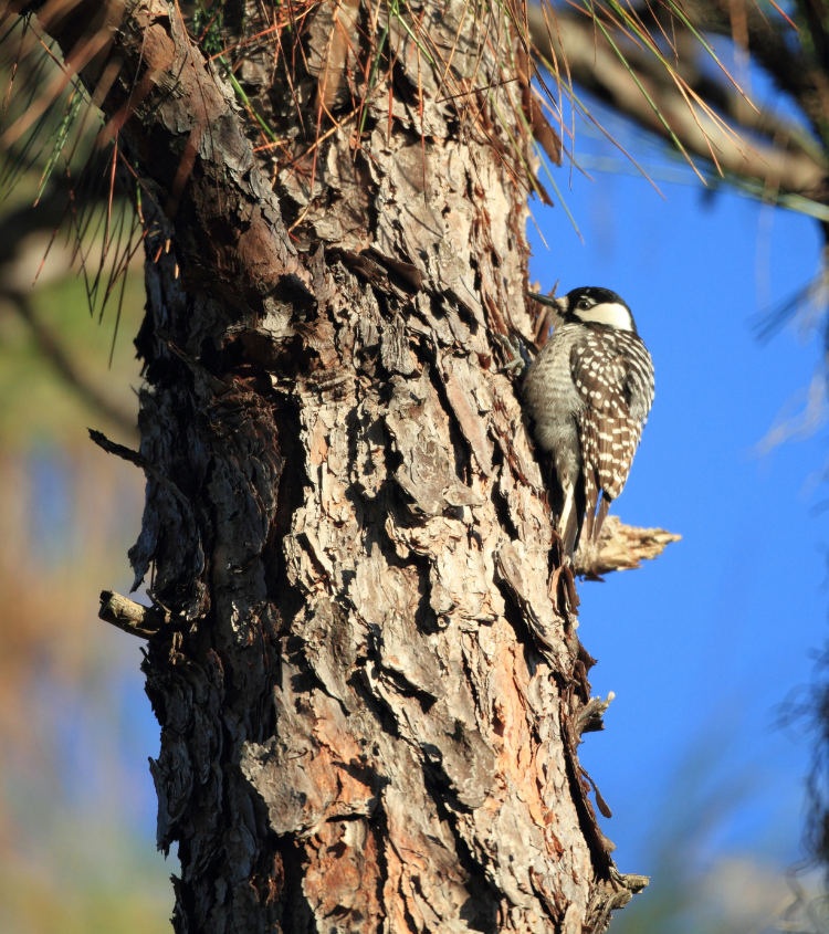 A Red-cockaded Woodpecker perched on a pine tree trunk during the day, showcasing the female woodpecker's black and white head, its black back adorned with horizontal white bars forming a ladder-like pattern, and its grayish white belly.