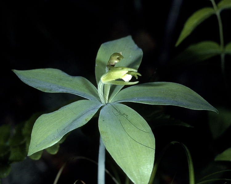 A healthy green Small Whorled Pogonia featuring five sturdy leaves and a blooming flower in the center.