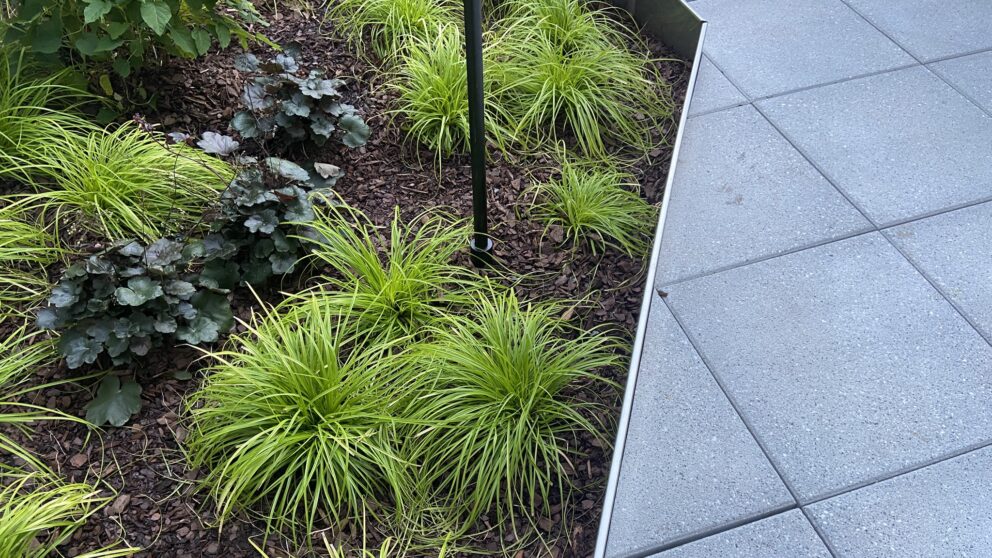 A close-up of a pavement sidewalk with greenery growing by it's side.